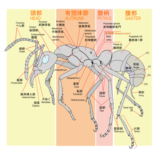 File:Ant worker morphology.png