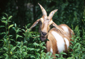 Happy goat.jpg